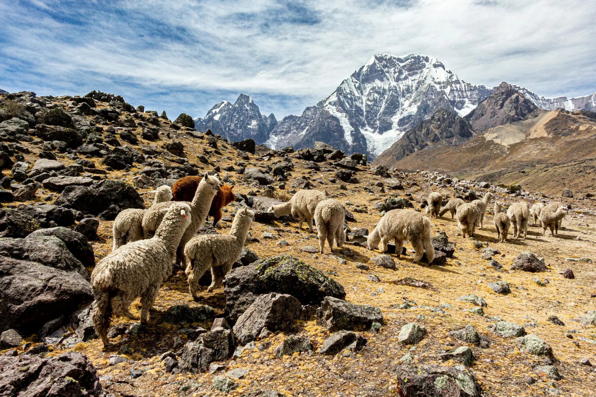 Peruvian alpacas grazing on a rocky mountain landscape with snow-capped Mount Ausangate in the background